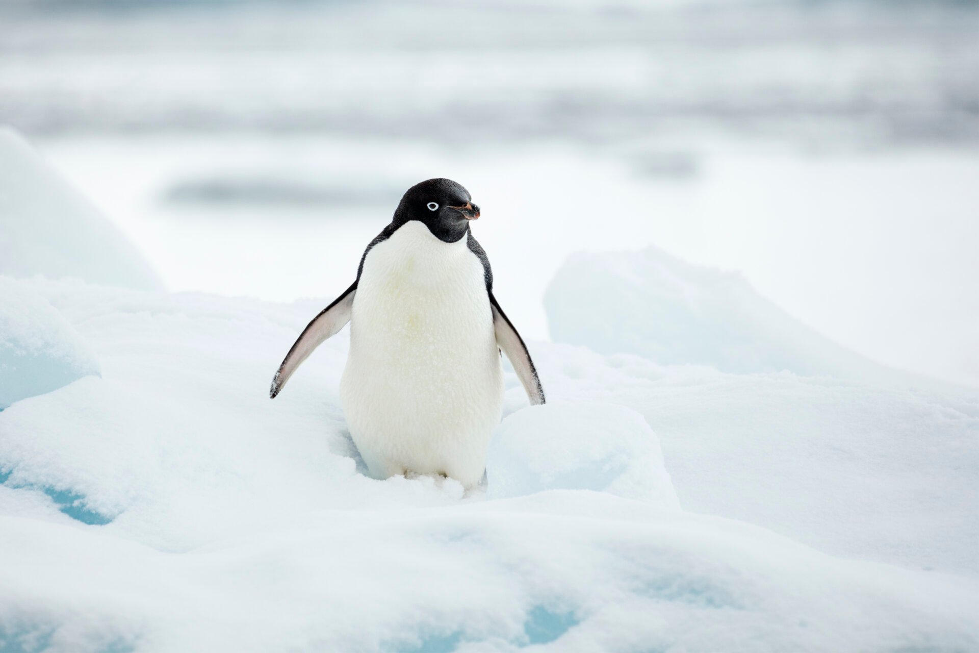 An Adélie penguin on the northernmost tip of the Antarctic Peninsula