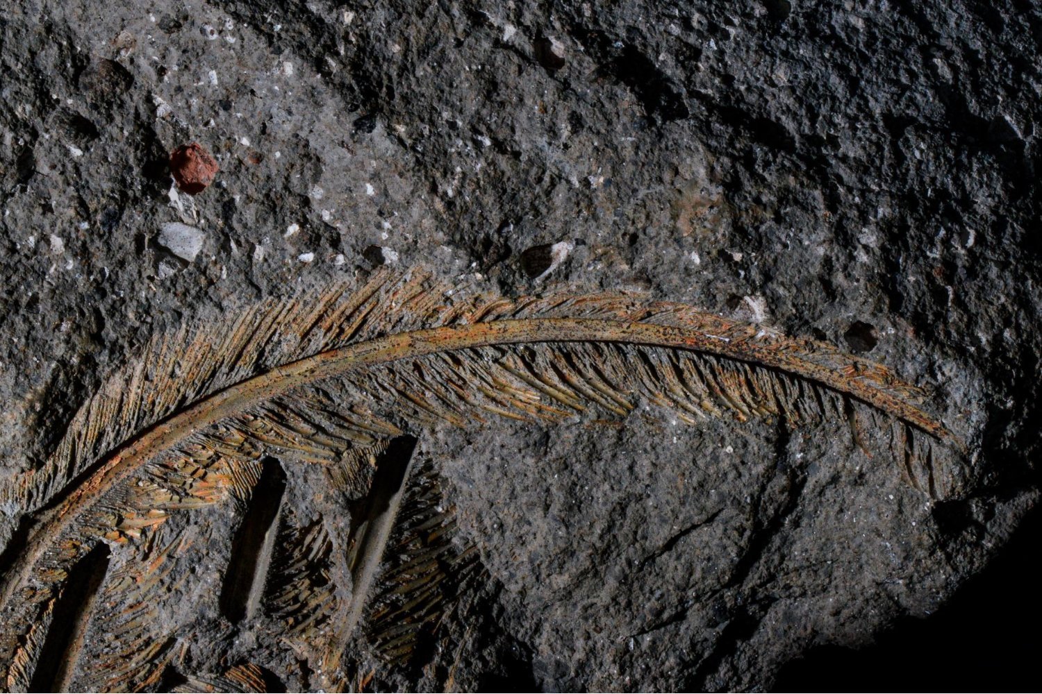 A fossilized feature in volcanic rock.
