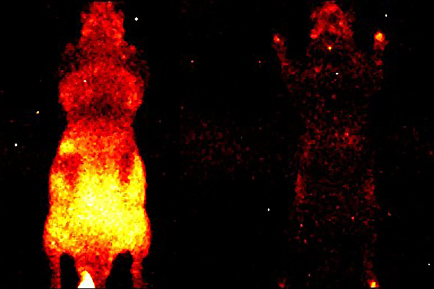 Mouse glow alive and dead.